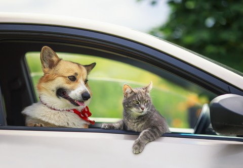 dog and cat in car - Photo by Natalia Bachkova Dreamstime. Heat, seasonal pests, and travel pose dangers for dogs, cats, and other pets. Follow these summertime pet safety tips for a safe, fun summer.