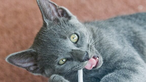 cat chewing, image by Niklik. Used with article on protecting oxygen tubes from cats