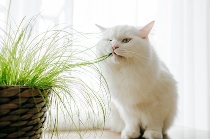 Cat grass can help in protecting oxygen tubes from cats.