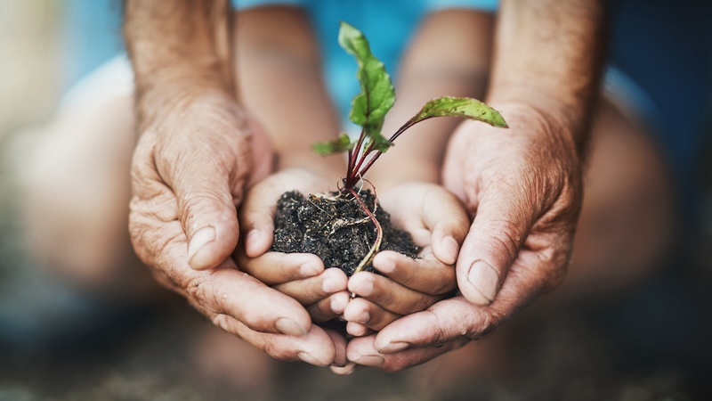 An older adult's hands cradling a child's hands, cupped around a sprouting plant, with dark, rich soil illustrating the value of at-home composting. By Yuri Arcurs